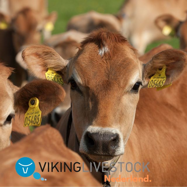 Dragende jersey vaarzen