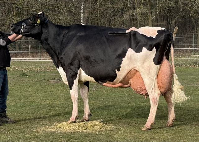 Vers afgekalfde vaarzen! Ook VLOG!!