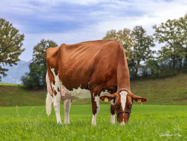 Woensdag as. 18-3 Veiling Cloppenburg 🔥