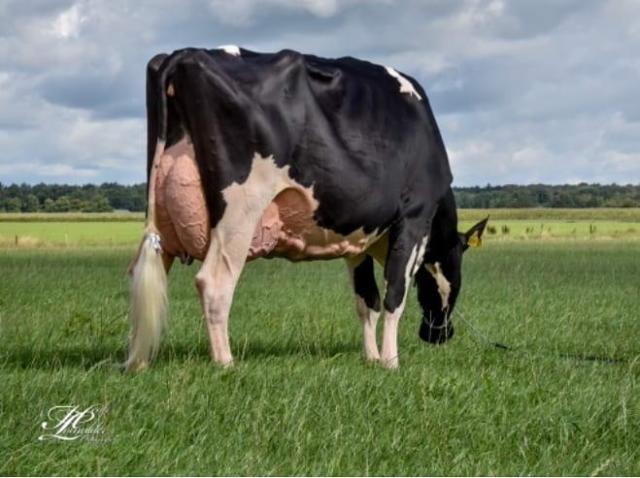 Woensdag as. 18-3 Veiling Cloppenburg 🔥