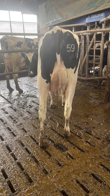 2 melkvaarzen en jongvee