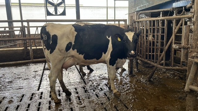 2 melkvaarzen en jongvee