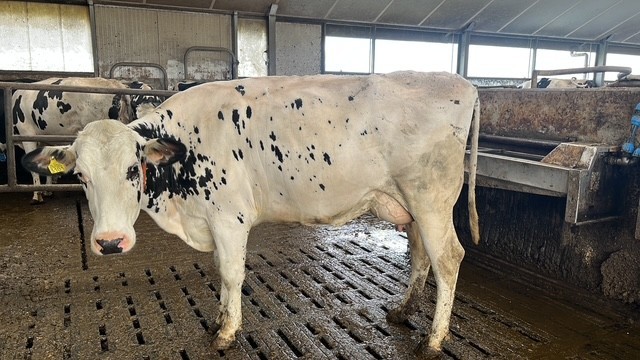 2 melkvaarzen en jongvee