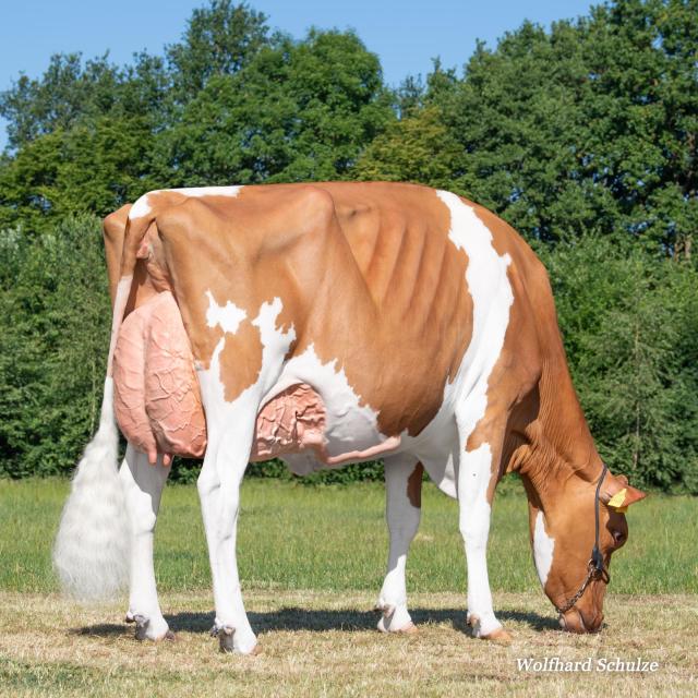 Woensdag 1 April veiling Lingen 🔥🔥