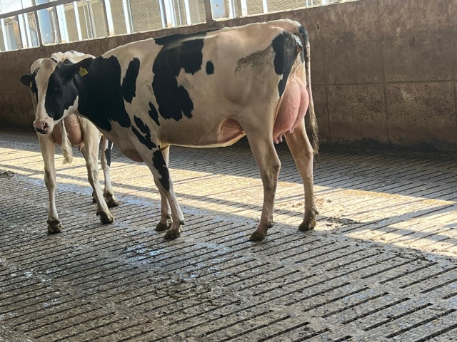 Woensdag 1 April veiling Lingen 🔥🔥