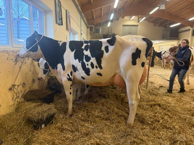 Woensdag 1 April veiling Lingen 🔥🔥