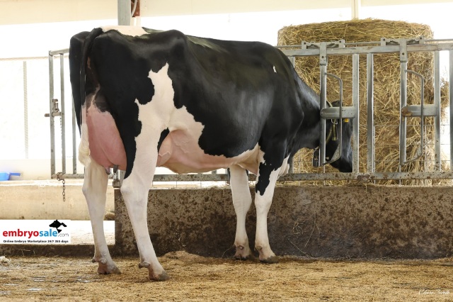 De beste melkkoeien komen via ...