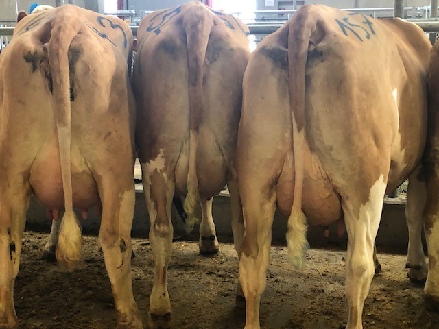 Fleckviehveiling Miesbach