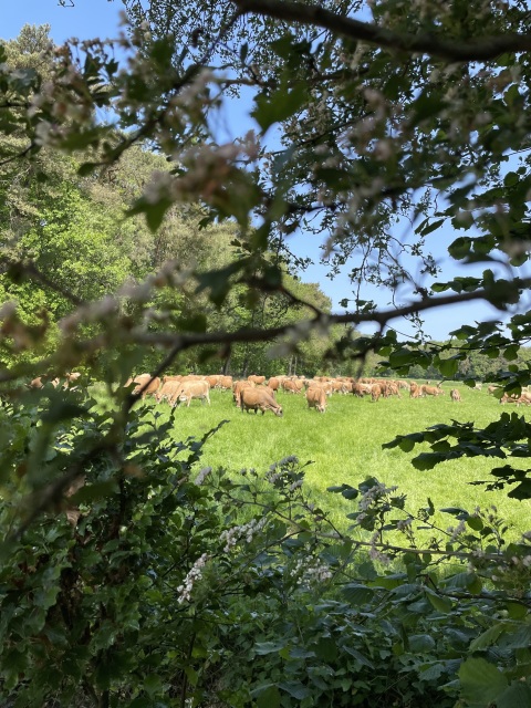 Superkwaliteit drachtige Jersey pinken