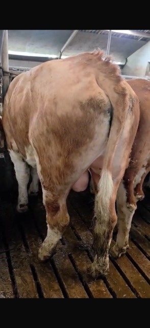 Fleckvieh Dekstier Bio