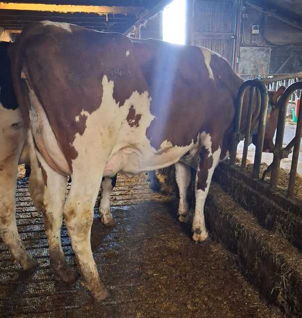 NL Para status 10 afgekalfde vaarzen