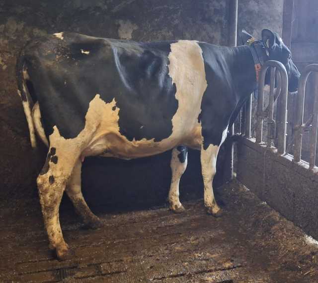 NL Para status 10 afgekalfde vaarzen