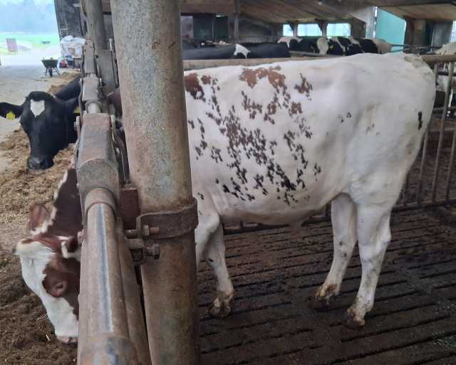 Dekstieren voor melkkoeien