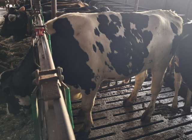 Dekstieren voor melkkoeien