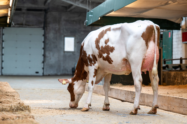 Dinsdag 14 april fokveeveiling Leer