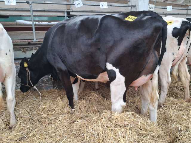 Dinsdag 14 april fokveeveiling Leer