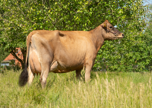 Verse Jersey vaarzen