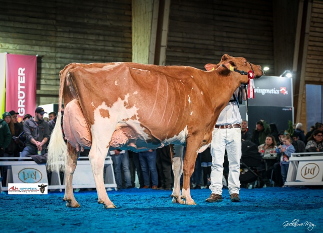De beste melkkoeien komen via ...