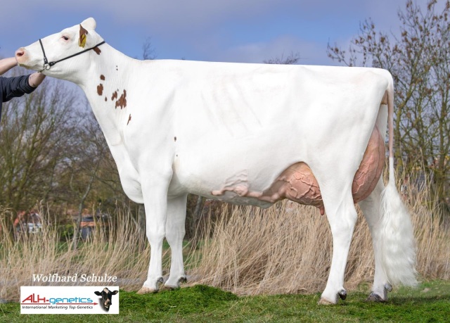 De beste melkkoeien komen via ...