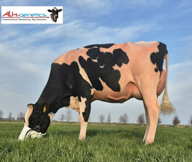 De beste melkkoeien komen via ...