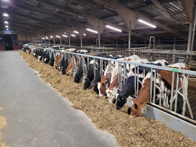 Drachtige top vaarzen !