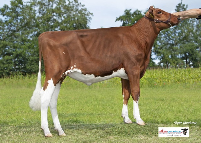 Drachtige top vaarzen !