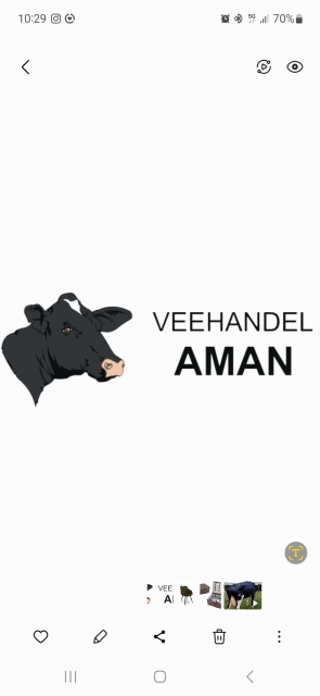 8 hoog drachtige vaarzen