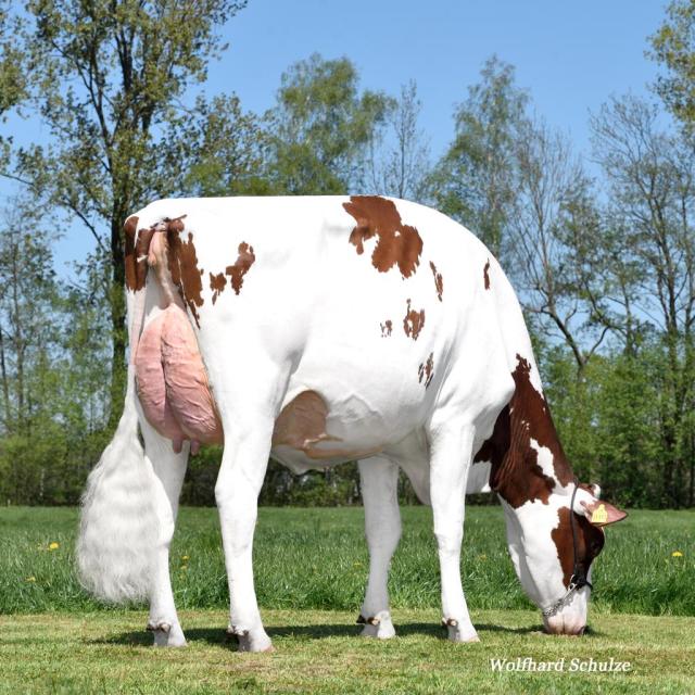 Woensdag 29 April Veiling Cloppenburg 🔥