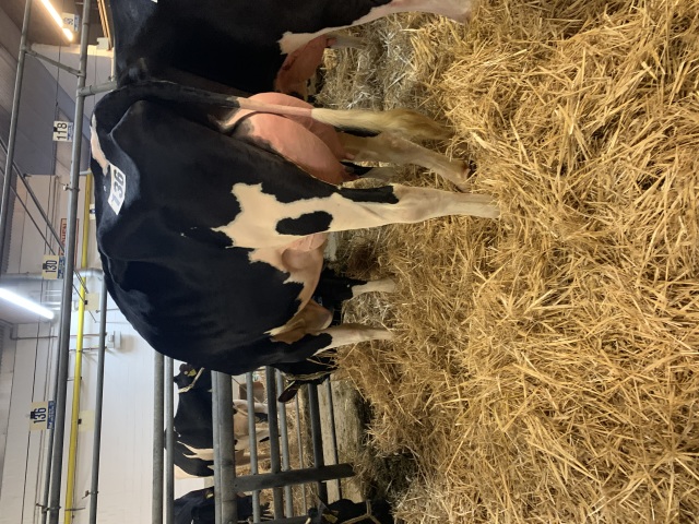 Woensdag 29 April Veiling Cloppenburg 🔥