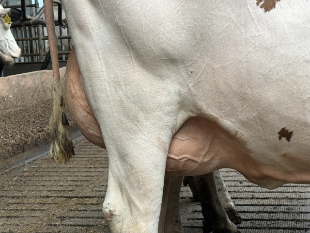 Beste verse fokvaars met 38🥛! EX moeder