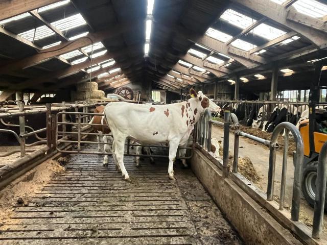 Te koop: 1x Roodbont Holstein Frisian
