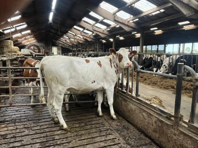 Te koop: 1x Roodbont Holstein Frisian