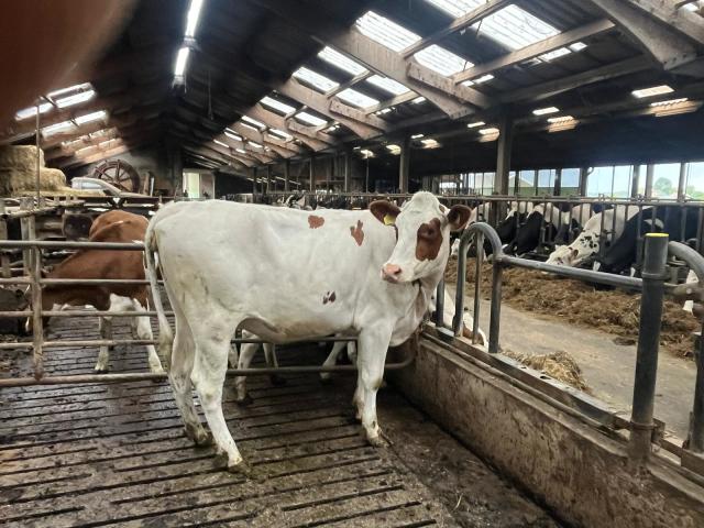 Te koop: 1x Roodbont Holstein Frisian