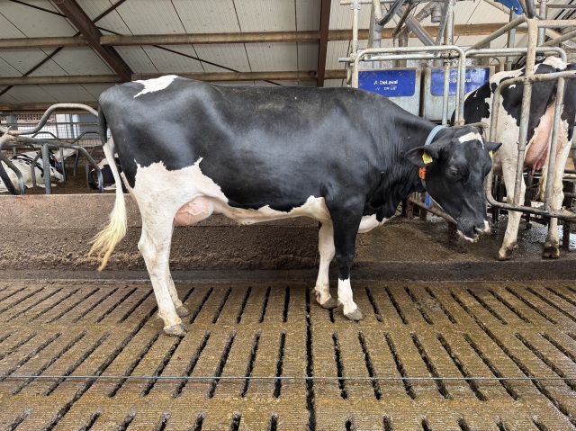 Achterkleindochter van 187.000kg!