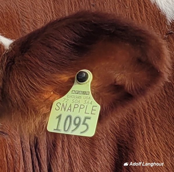 Vrouwelijke embryos