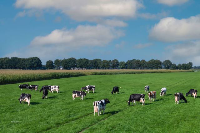 Melk koeien van opheffing.