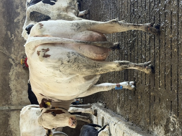 85 super melkkoeien