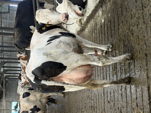85 super melkkoeien