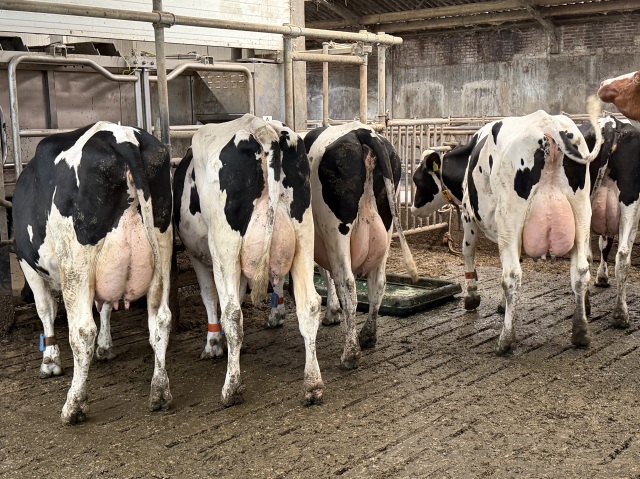 85 super melkkoeien