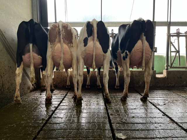 Woensdag 10 Juni as. Veiling Cloppenburg