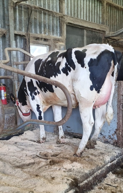 Verse vaarzen en jonge koeien