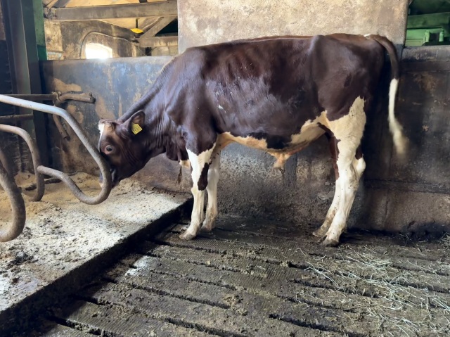 Fraaie donkerrode stier! Excellente fam