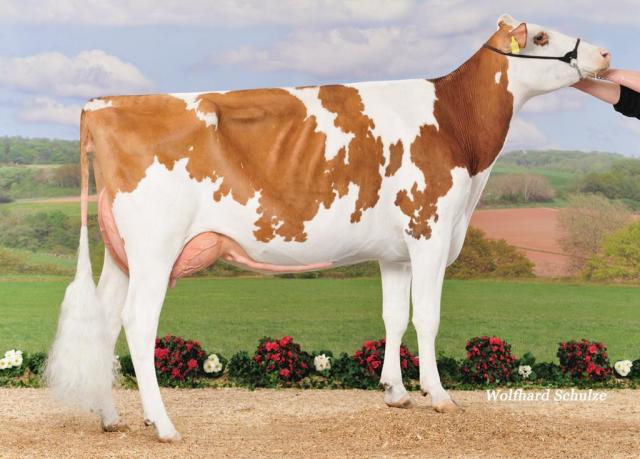 Fraaie donkerrode stier! Excellente fam