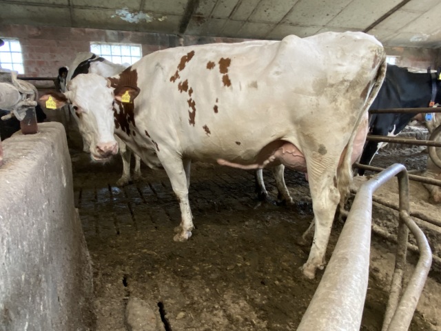 Fraaie donkerrode stier! Excellente fam