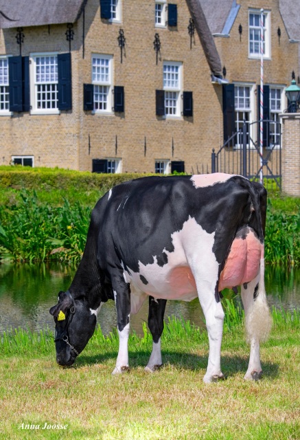 De beste melkkoeien komen via ...
