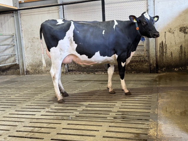 Beste vaars uit Carf Emeraude EX91 fam