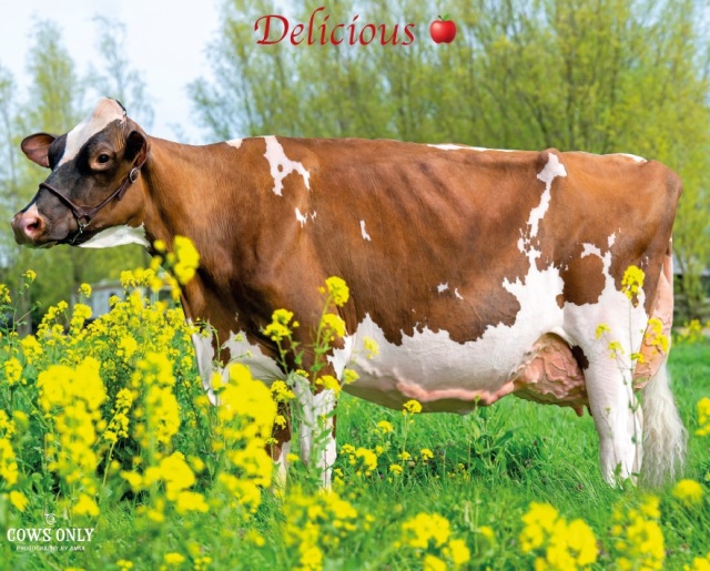 De beste melkkoeien komen via ...