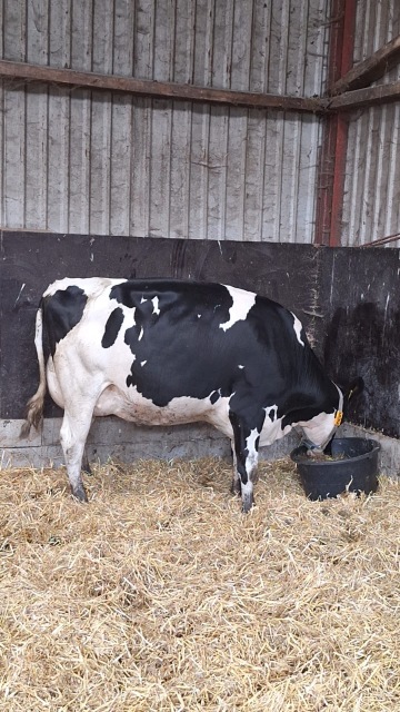 Biologisch melkvee, Hoogste status !