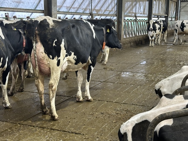 Biologisch melkvee, Hoogste status !