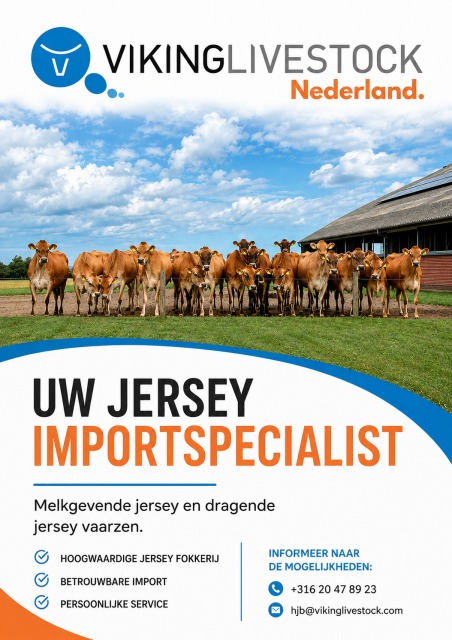 Verse Jersey vaarzen
